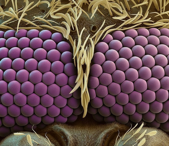Τα μάτια του κουνουπιού στο μικροσκόπιο